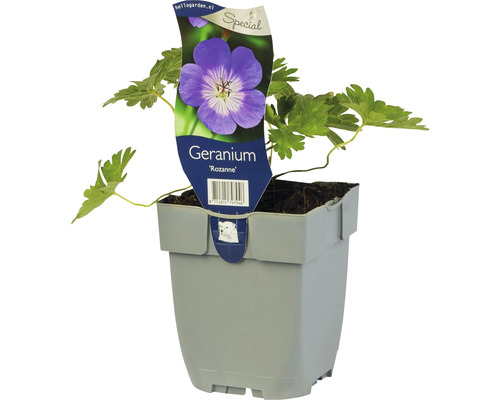 Geranium Rozanne i kruka