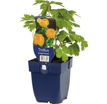 Smörboll FLORASELF Trollius 'Orange Princess' 5-20cm Co 0,5L
