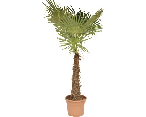 Väderkvarnspalm FLOARSELF Trachycarpus fortunei stamhöjd 50-60cm totalhöjd 120-140cm krukmått Ø40cm