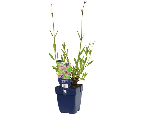 Verbena planta i kruka