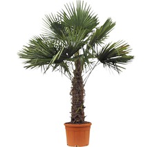 Hampa palm i kruka