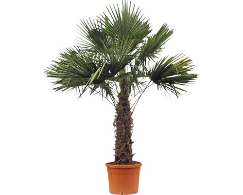 Hampa palm i kruka