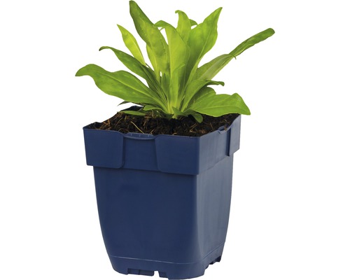 Ung planta i en blå plastkruka
