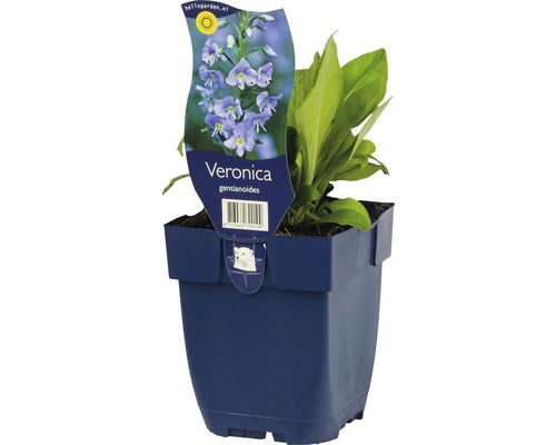 Porslinsveronika FLORASELF Veronica gentianoides 5-20cm Co 0,5L
