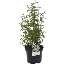 Buske Deutzia Scabra Plena i kruka
