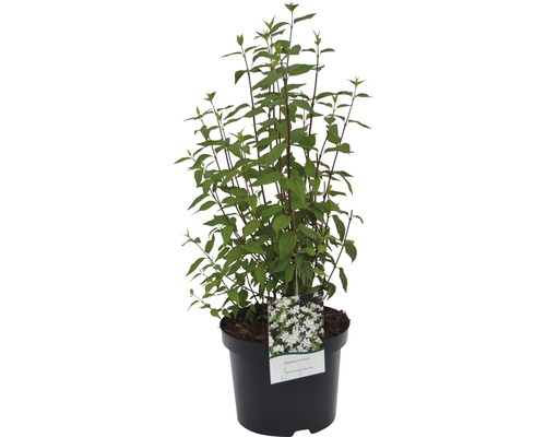 Buske Deutzia Scabra Plena i kruka