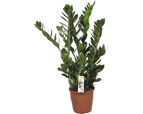Garderobsblomma FLORASELF Zamioculcas zamiifolia 80-100cm krukstorlek Ø21cm Zamioculcas krukväxt i kruka