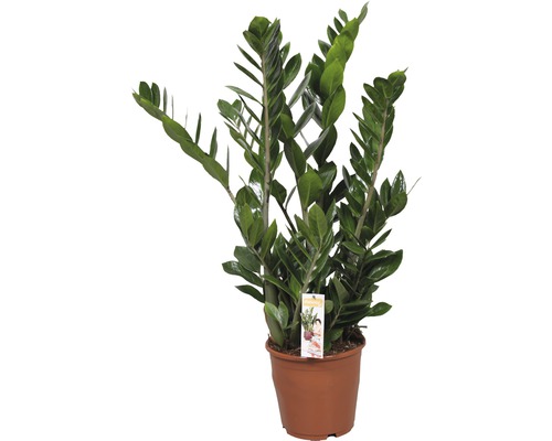 Garderobsblomma FLORASELF Zamioculcas zamiifolia 80-100cm krukstorlek Ø21cm