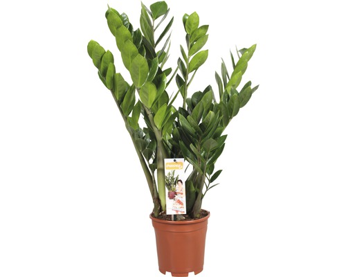 Zamioculcas krukväxt i kruka