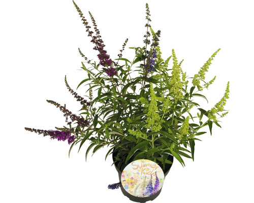 Syrenbuddleja, fjärilsbuske FLORASELF Buddleja davidii 'Summer Kids® Tricolor' 60-80cm co 12L buskig Fjärilsbuske ''Summer Kids'' i kruka