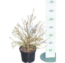 Prydnadskörsbär FLORASELF Prunus incisa Kojou-no-mai 30-40cm Co 4,5L-thumb-1