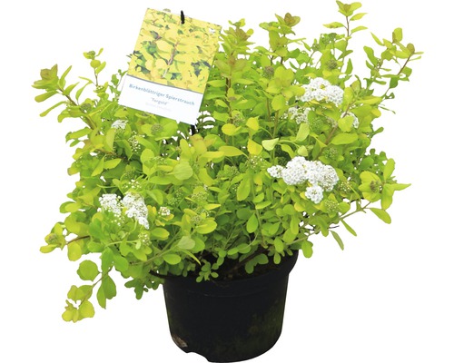 Björkspirea i kruka med vita blommor