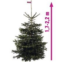 Nordmannsgran med en höjd på 1,7 till 2,2 meter