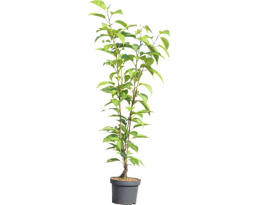 Körsbärsträd i kruka