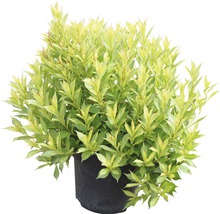 Gulbrokig kornell i kruka