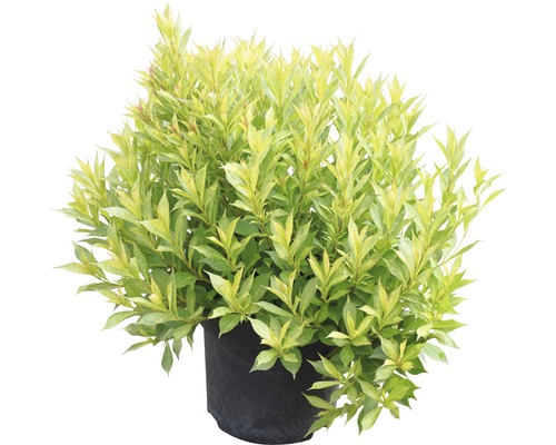 Gulbrokig kornell i kruka