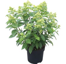 Vipphortensia FLORASELF Hydrangea paniculata Kilimanjaro 50-60cm Co 6L
