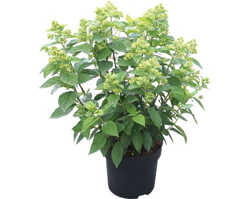 Syrenhortensia i kruka med gröna blad och knoppar