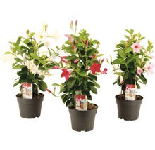 Tre Mandevilla växter i krukor med blommor i olika färger