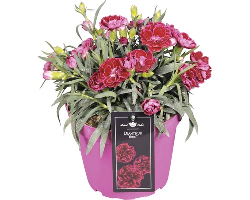 Nejlikan ''Dianthus Nina'' i kruka