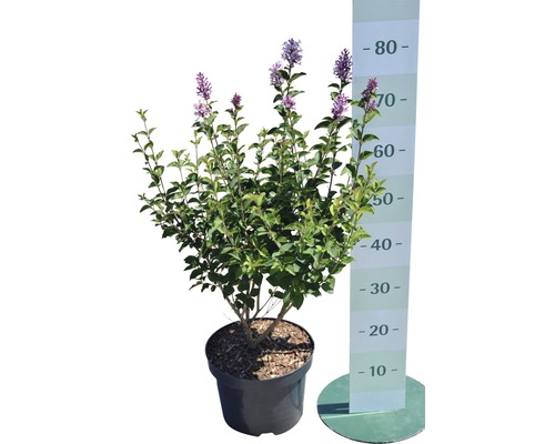 Blommande dvärgsyren i kruka med storleksangivelse