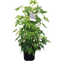 Ambraträd i kruka med gröna blad