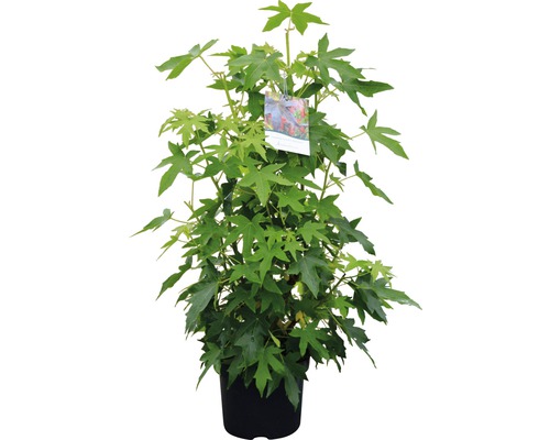 Ambraträd i kruka med gröna blad