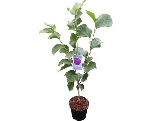 Tulpan Black Tulip i kruka