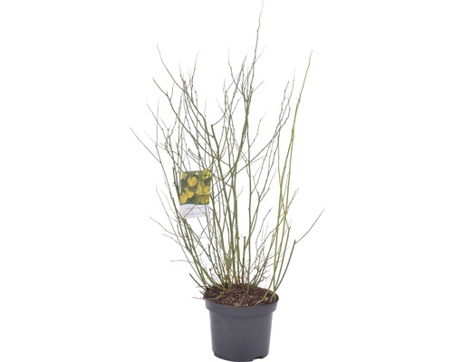 Forsythia i kruka utan blad
