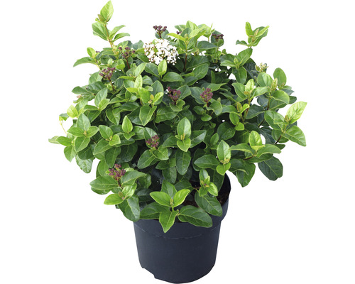 Snöbollsbuske i kruka med blad och blommor