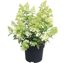 Syrenhortensia i kruka