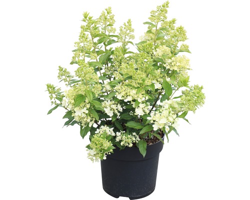 Syrenhortensia i kruka