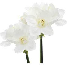 Två konstgjorda påskliljor med vita blommor