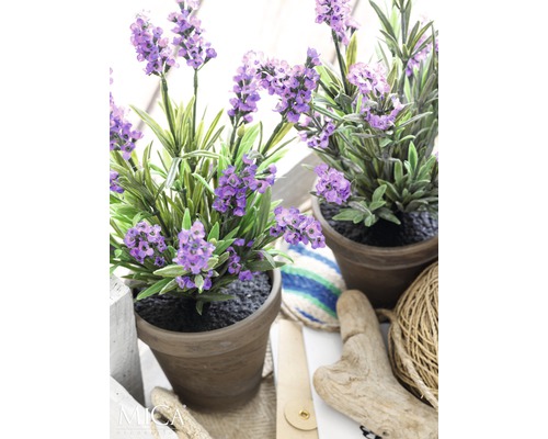 Två lavendelväxter i kruka