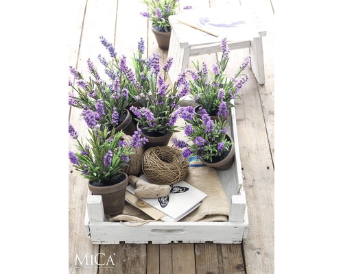 Dekorativa lavendelväxter i krukor, arrangerade i en vit trälåda på ett träbord.