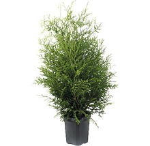 Thuja i kruka