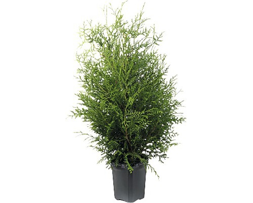 Thuja i kruka