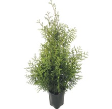 Thuja i kruka