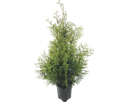 Thuja i kruka