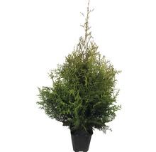 Thuja i kruka