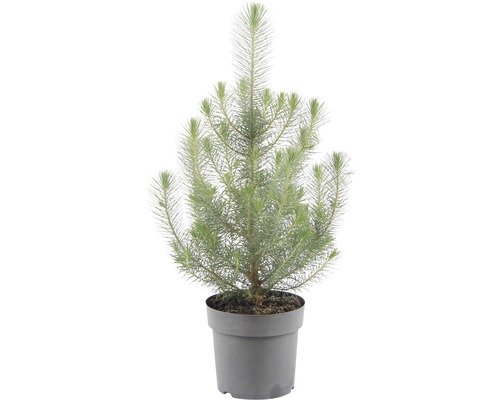 Krukväxt buske i kruka