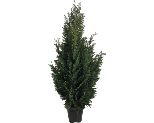Thuja i kruka