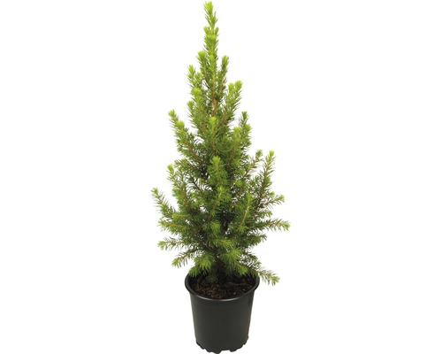 Sockertoppsgran Picea glauca 'Conica Perfecta' ca 30cm krukstorlek Ø11cm minijulgran avsedd för plantering