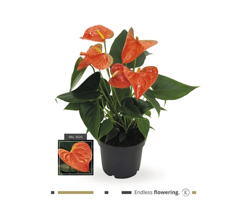 Rosenkalla FLORASELF Anthurium andreanum 35-40cm Ø12cm orange