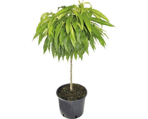 Dvärgpersika FLORASELF Bio Prunus persica 'Bonanza' stamhöjd 40 cm totalhöjd ca 60-80cm Co 7,5L självbefruktande