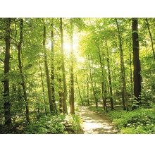 Canvastavla skog 60x80cm
