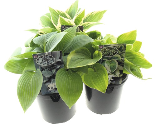 Daggfunkia FLORASELF Hosta sieboldiana 25-30cm co 5L sorterad