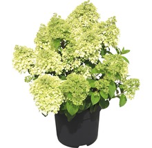 Vipphortensia FLORASELF Hydrangea paniculata Bobo® 50-60cm co 6L