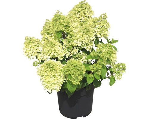 Vipphortensia FLORASELF Hydrangea paniculata Bobo® 50-60cm co 6L