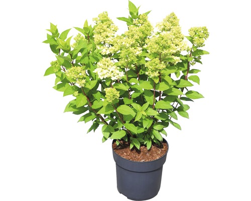 Plymhortensia i kruka